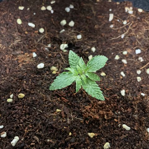 Black Domina  growlog timeline photo