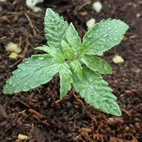 Black Domina  growlog timeline photo