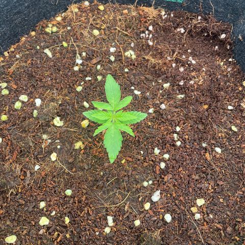 Black Domina  growlog timeline photo