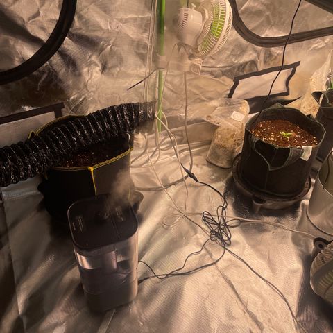 Black Domina  growlog timeline photo
