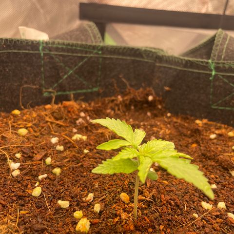 Black Domina  growlog timeline photo