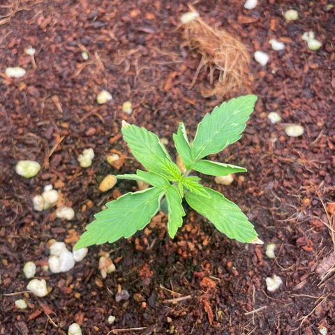Black Domina  growlog timeline photo