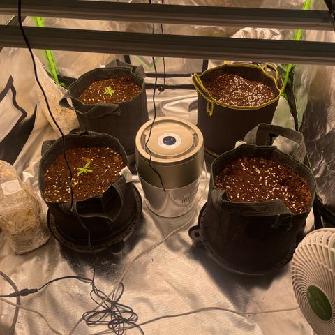 Black Domina  growlog timeline photo