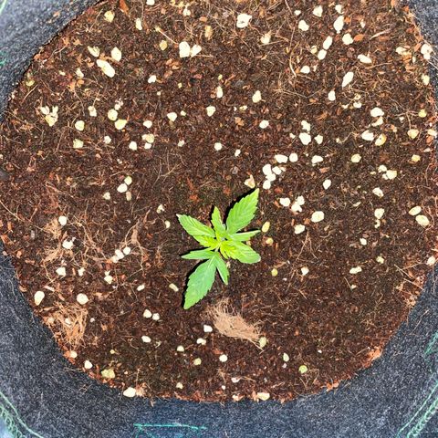 Black Domina  growlog timeline photo