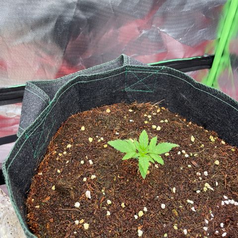 Black Domina  growlog timeline photo