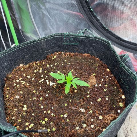 Black Domina  growlog timeline photo