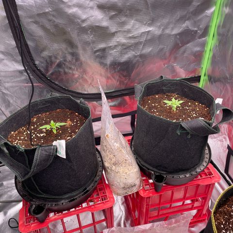 Black Domina  growlog timeline photo