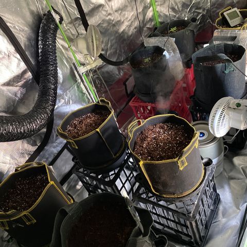 Black Domina  growlog photo:  Got some milk crates to lift it off the ground. This time will make it easier for LST training.