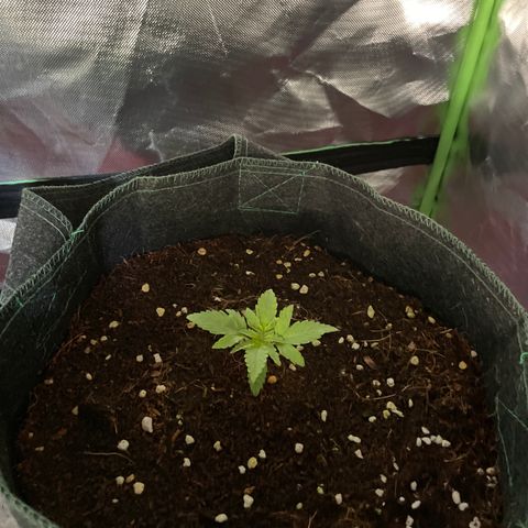 Black Domina  growlog photo:  Got some milk crates to lift it off the ground. This time will make it easier for LST training.