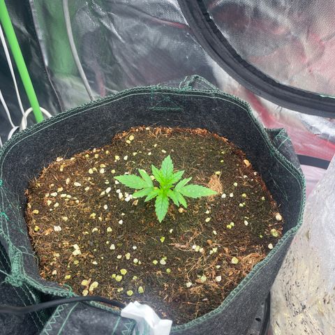 Black Domina  growlog timeline photo