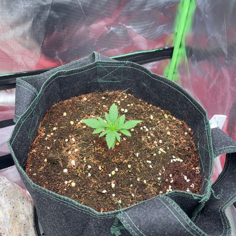 Black Domina  growlog timeline photo