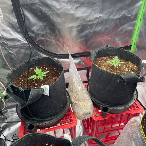 Black Domina  growlog timeline photo