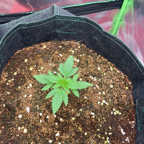 Black Domina  growlog timeline photo