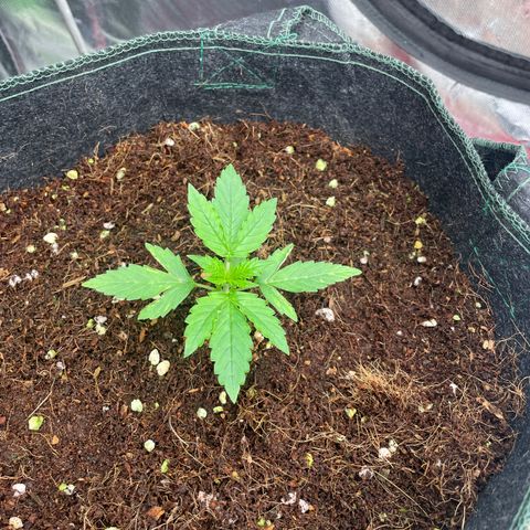 Black Domina  growlog timeline photo