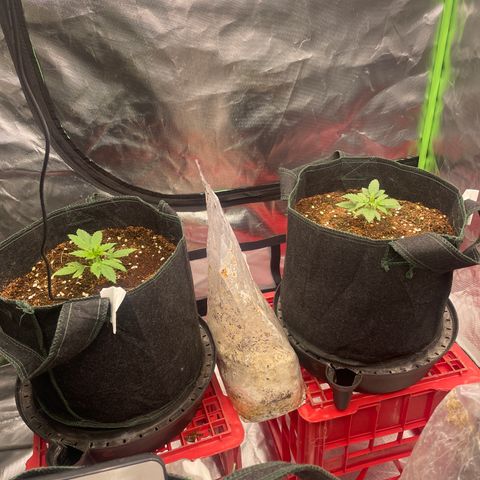 Black Domina  growlog timeline photo