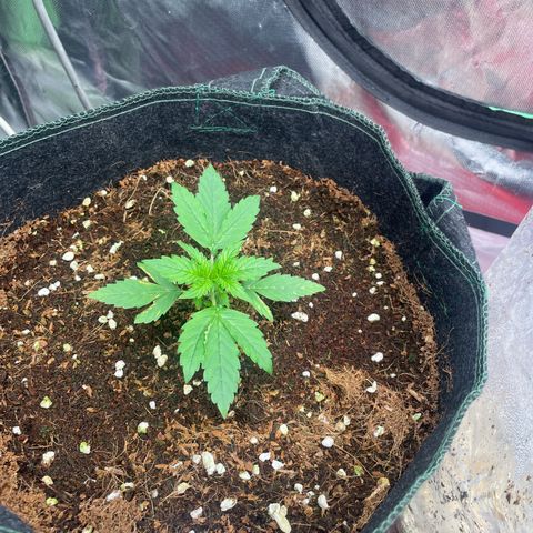Black Domina  growlog timeline photo