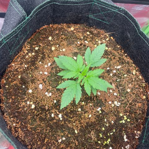 Black Domina  growlog timeline photo