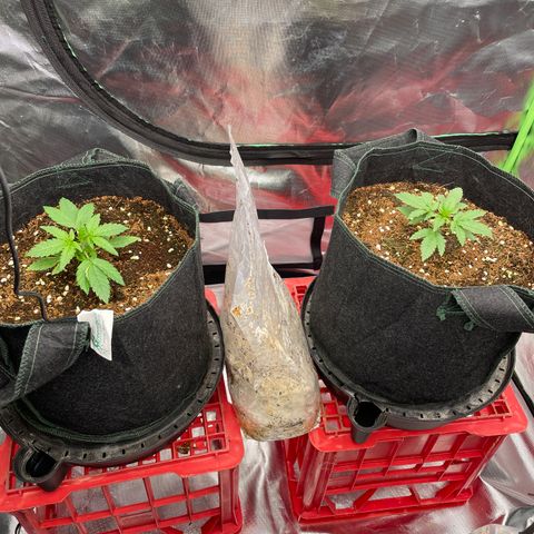 Black Domina  growlog timeline photo