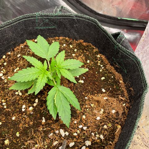 Black Domina  growlog timeline photo