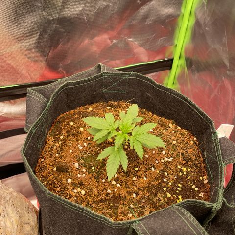 Black Domina  growlog timeline photo