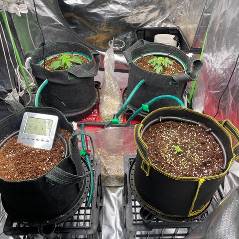Black Domina  growlog timeline photo