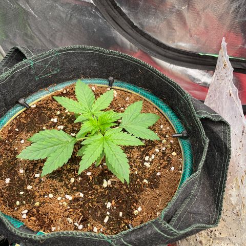 Black Domina  growlog timeline photo