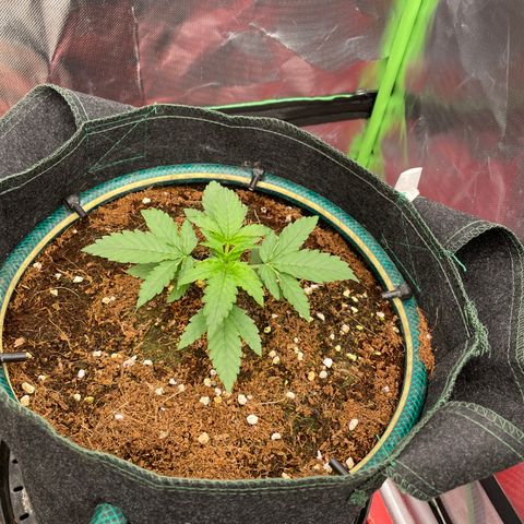 Black Domina  growlog timeline photo