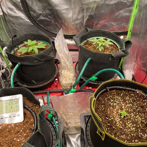 Black Domina  growlog timeline photo