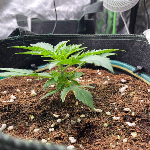 Black Domina  growlog timeline photo