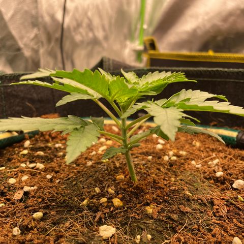 Black Domina  growlog timeline photo
