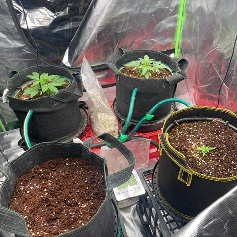 Black Domina  growlog timeline photo