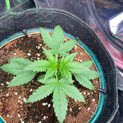 Black Domina  growlog timeline photo