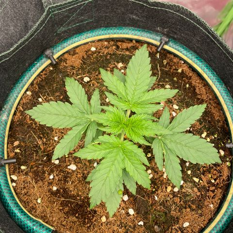 Black Domina  growlog timeline photo