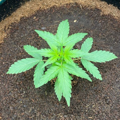 Black Domina  growlog photo:  White widow at same age