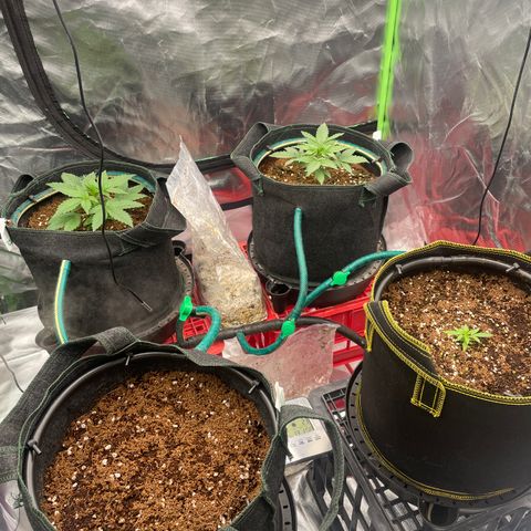 Black Domina  growlog timeline photo