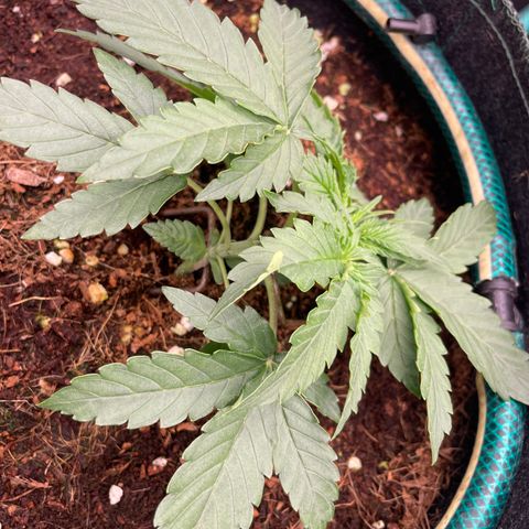Black Domina  growlog timeline photo