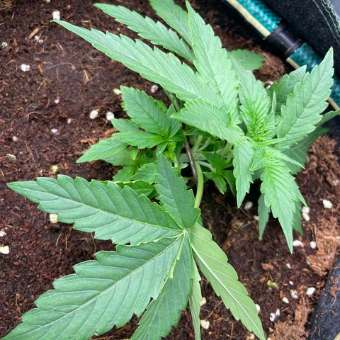 Black Domina  growlog timeline photo