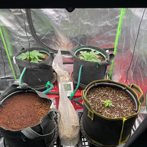 Black Domina  growlog timeline photo