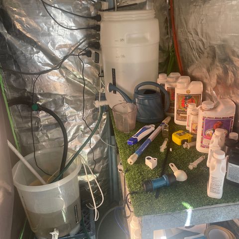 Black Domina  growlog timeline photo
