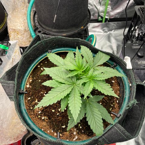 Black Domina  growlog timeline photo