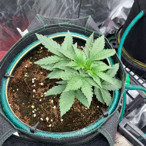 Black Domina  growlog timeline photo