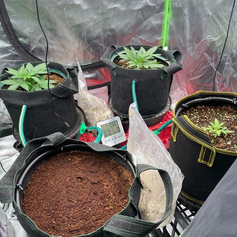 Black Domina  growlog timeline photo