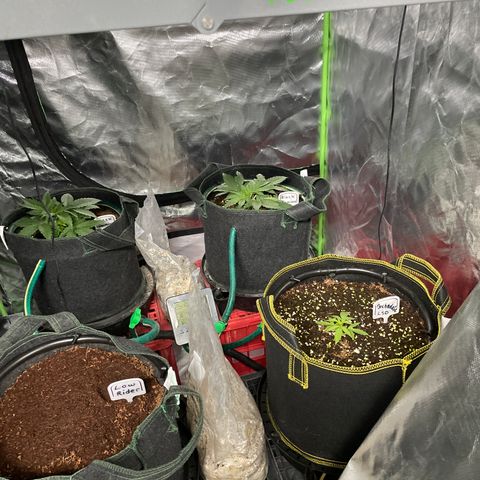 Black Domina  growlog timeline photo