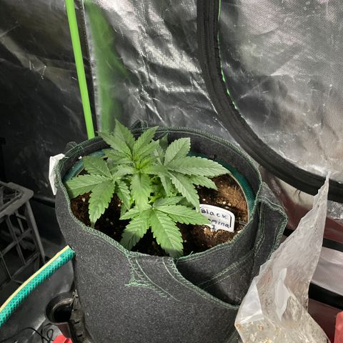 Black Domina  growlog timeline photo