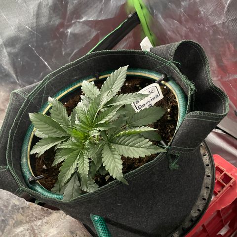Black Domina  growlog timeline photo