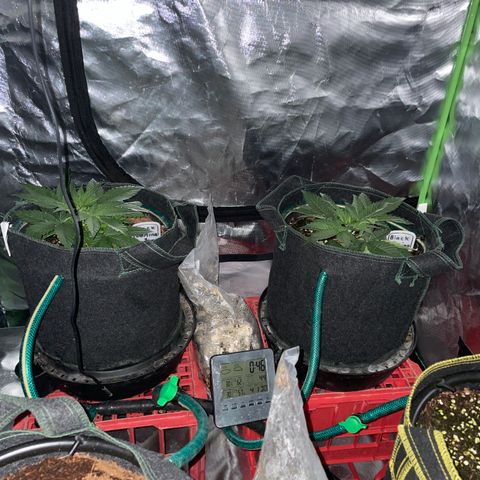 Black Domina  growlog timeline photo
