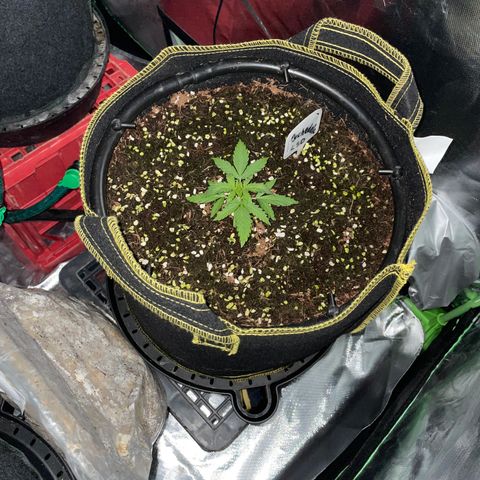Black Domina  growlog timeline photo