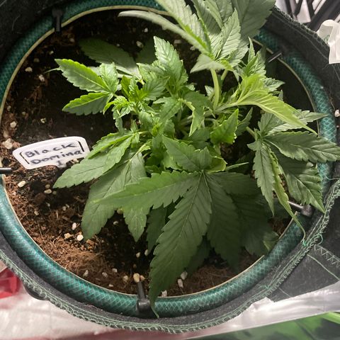 Black Domina  growlog timeline photo