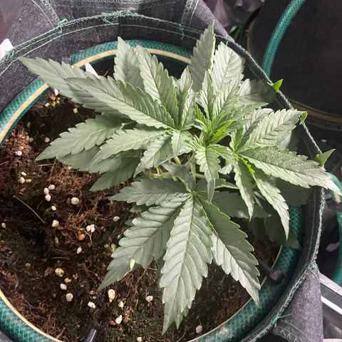 Black Domina  growlog timeline photo