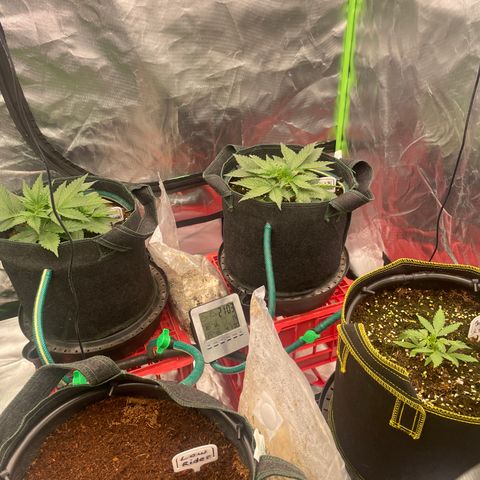 Black Domina  growlog timeline photo